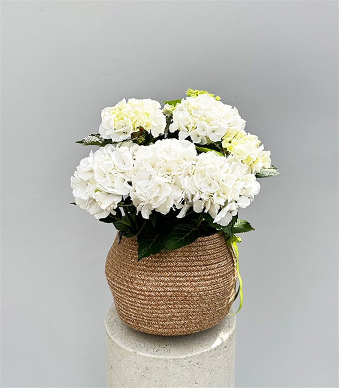 White Hydrangea in Natural Jute Basket