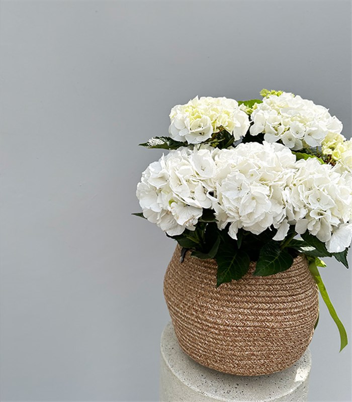 White Hydrangea in Natural Jute Basket
