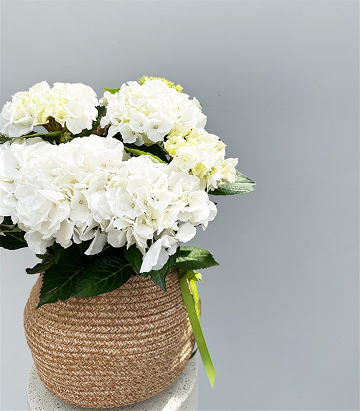 White Hydrangea in Natural Jute Basket