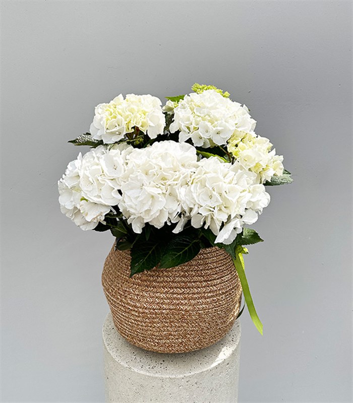 White Hydrangea in Natural Jute Basket