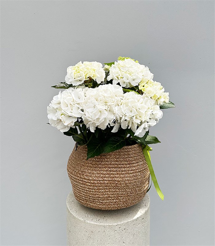 White Hydrangea in Natural Jute Basket