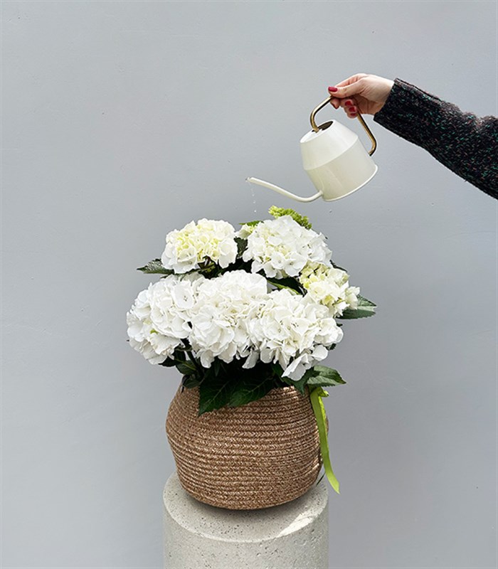White Hydrangea in Natural Jute Basket