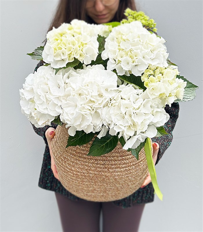 White Hydrangea in Natural Jute Basket