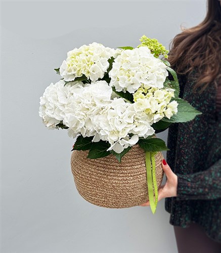 White Hydrangea in Natural Jute Basket