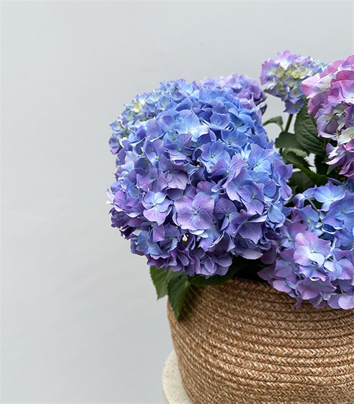 Doğal Jüt Sepette Mavi Ortanca