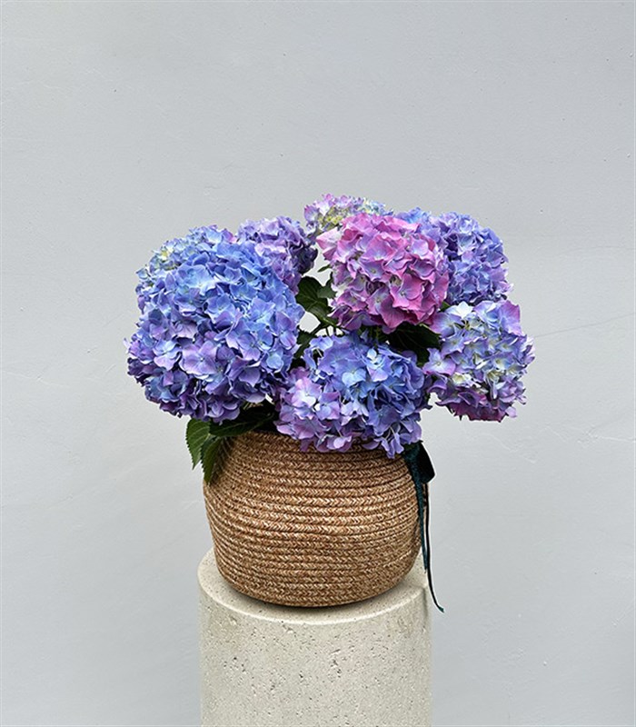 Doğal Jüt Sepette Mavi Ortanca