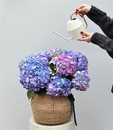 Blue Hydrangea in Natural Jute Basket