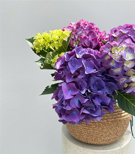 Purple Hydrangea in Natural Jute Basket