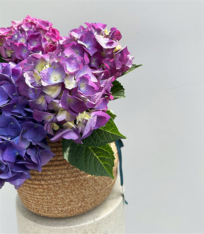 Purple Hydrangea in Natural Jute Basket