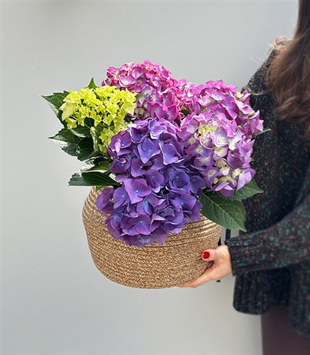 Purple Hydrangea in Natural Jute Basket