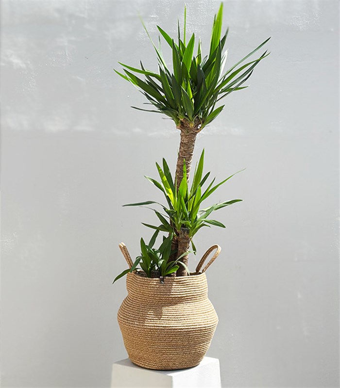 Yucca Doğal Jüt Sepette Yuka Ağacı 3 Gövdeli Deluxe 150 cm