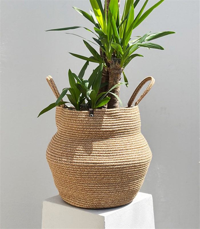 Yucca Doğal Jüt Sepette Yuka Ağacı 3 Gövdeli Deluxe 150 cm