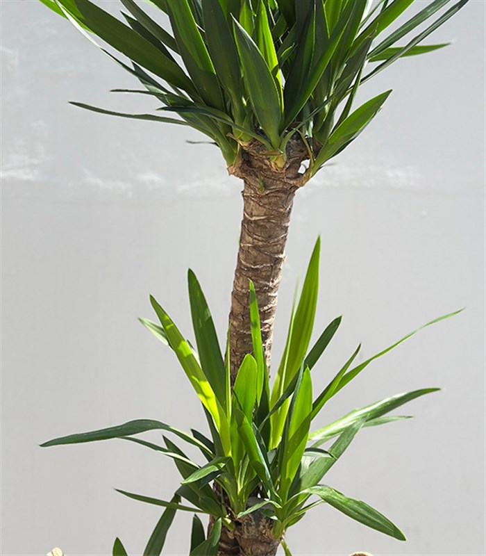 Yucca Doğal Jüt Sepette Yuka Ağacı 3 Gövdeli Deluxe 150 cm