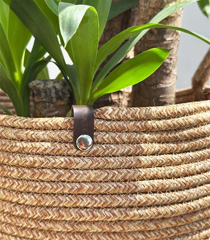 Yucca Doğal Jüt Sepette Yuka Ağacı 3 Gövdeli Deluxe 150 cm