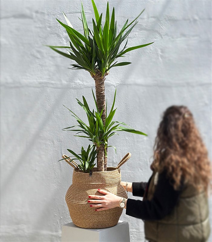 Yucca Doğal Jüt Sepette Yuka Ağacı 3 Gövdeli Deluxe 150 cm