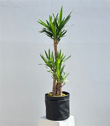 Yucca Siyah Deri Sakı Yuka Ağacı 3 Gövdeli Deluxe 150 cm
