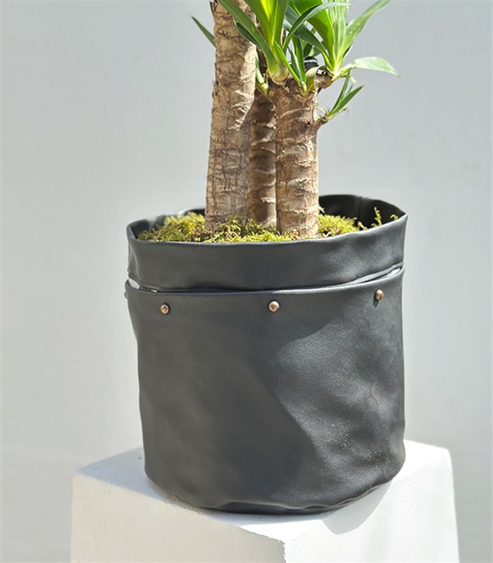 Yucca Siyah Deri Sakı Yuka Ağacı 3 Gövdeli Deluxe 150 cm