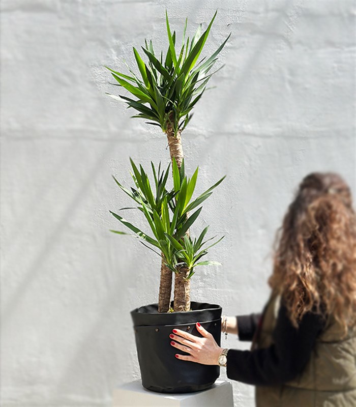 Yucca Siyah Deri Sakı Yuka Ağacı 3 Gövdeli Deluxe 150 cm