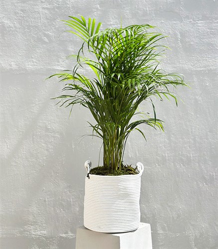 Beyaz Doğal Jüt Sepette Chamaedora Elegans Dağ Palmiyesi 80 cm