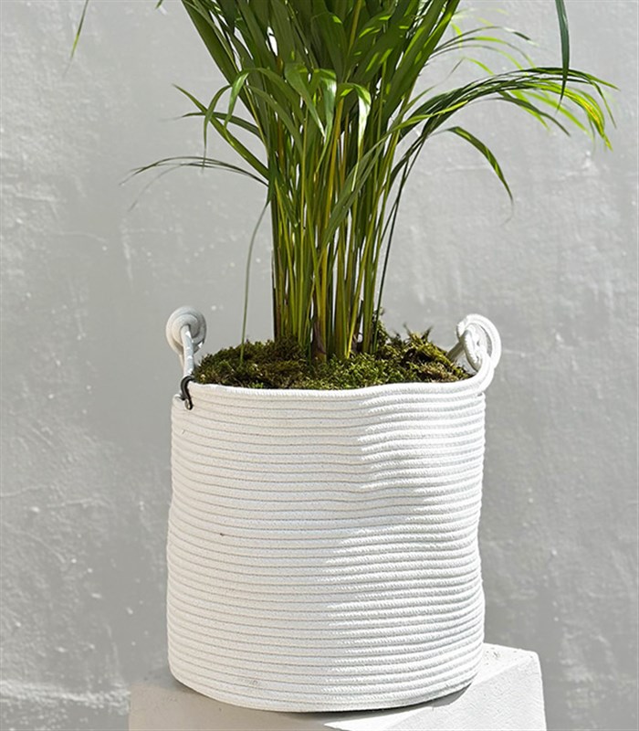 Beyaz Doğal Jüt Sepette Chamaedora Elegans Dağ Palmiyesi 80 cm