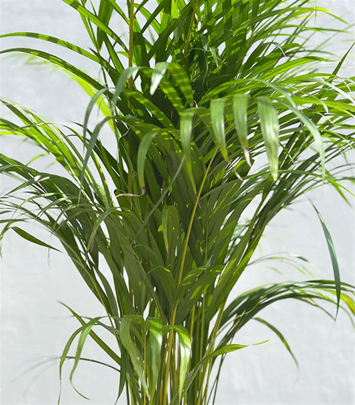 Beyaz Doğal Jüt Sepette Chamaedora Elegans Dağ Palmiyesi 80 cm