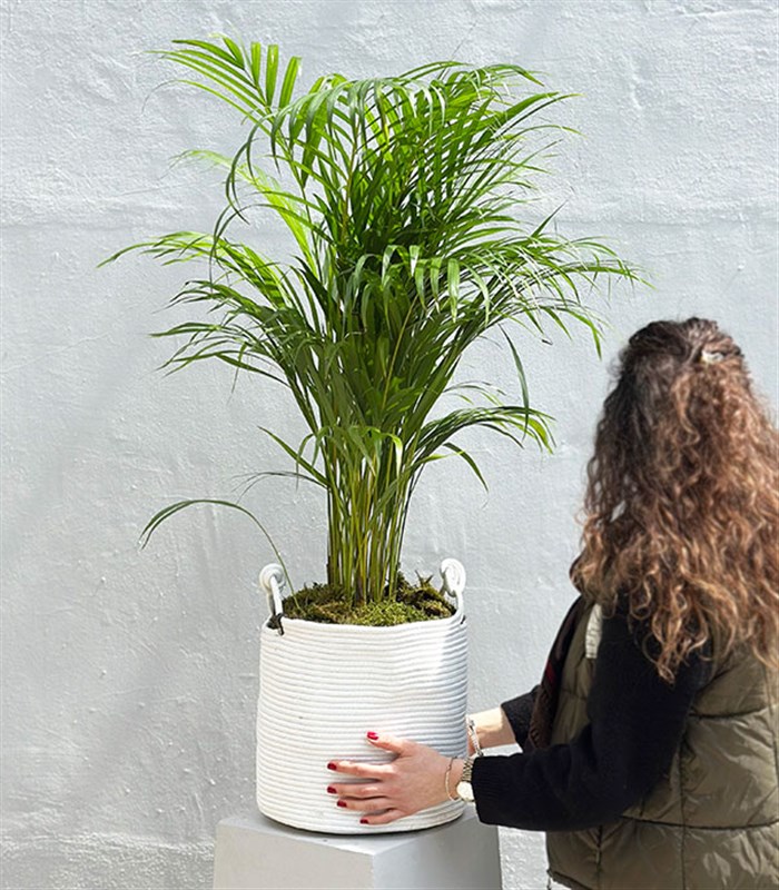 Beyaz Doğal Jüt Sepette Chamaedora Elegans Dağ Palmiyesi 80 cm