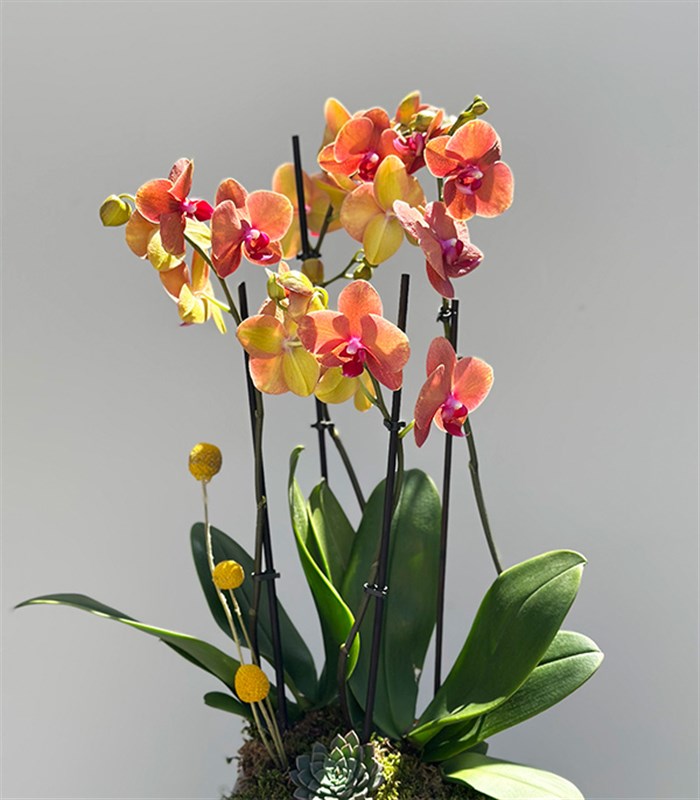 Amber Cam Saksıda 4 Dal Orkide Narçiçeği Quatro