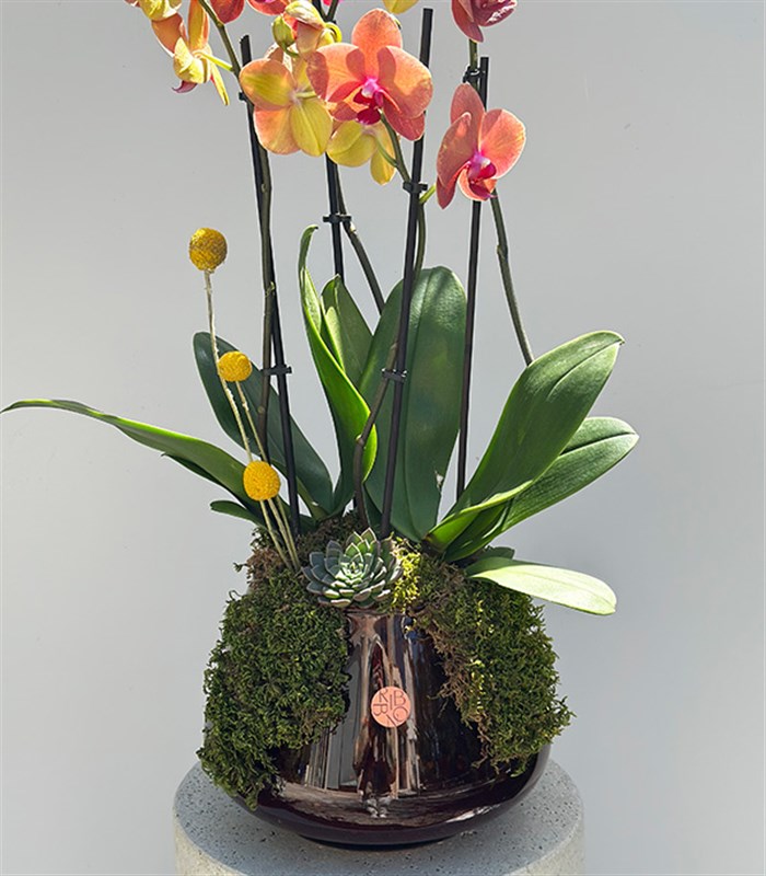 Amber Cam Saksıda 4 Dal Orkide Narçiçeği Quatro