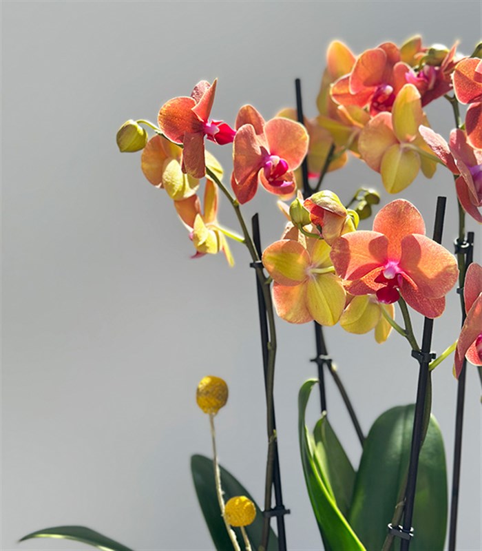 Amber Cam Saksıda 4 Dal Orkide Narçiçeği Quatro