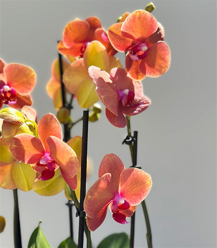 Amber Cam Saksıda 4 Dal Orkide Narçiçeği Quatro