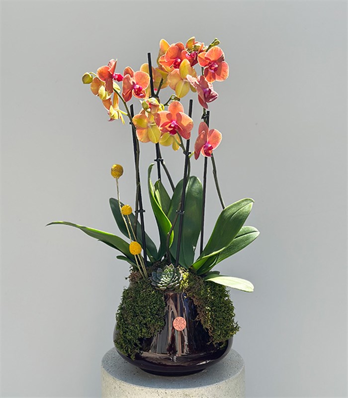 Amber Cam Saksıda 4 Dal Orkide Narçiçeği Quatro