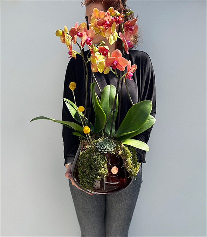 Amber Cam Saksıda 4 Dal Orkide Narçiçeği Quatro