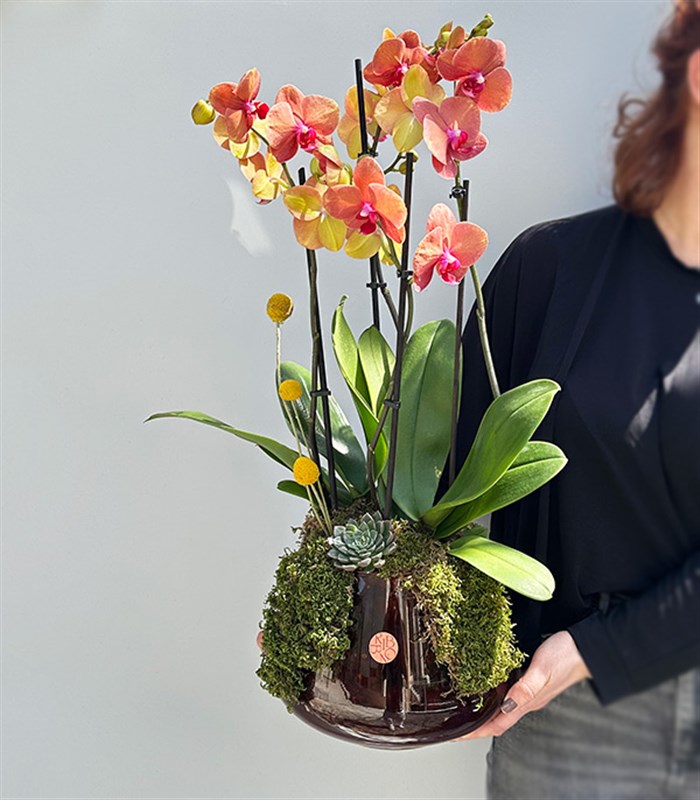 Amber Cam Saksıda 4 Dal Orkide Narçiçeği Quatro