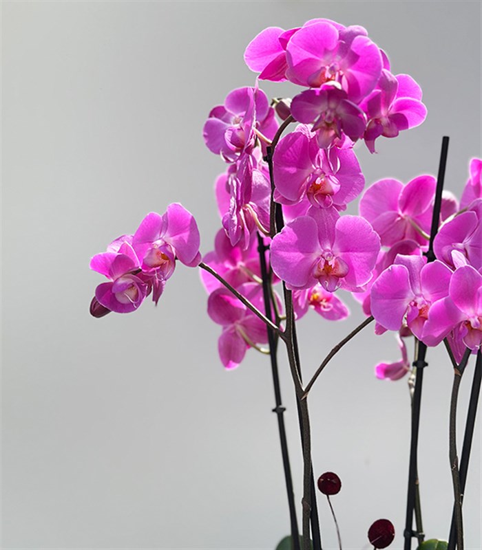 Amber Cam Saksıda 4 Dal Orkide Fuşya Quatro