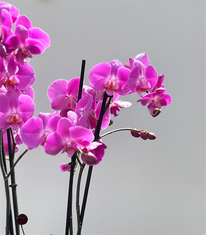Amber Cam Saksıda 4 Dal Orkide Fuşya Quatro