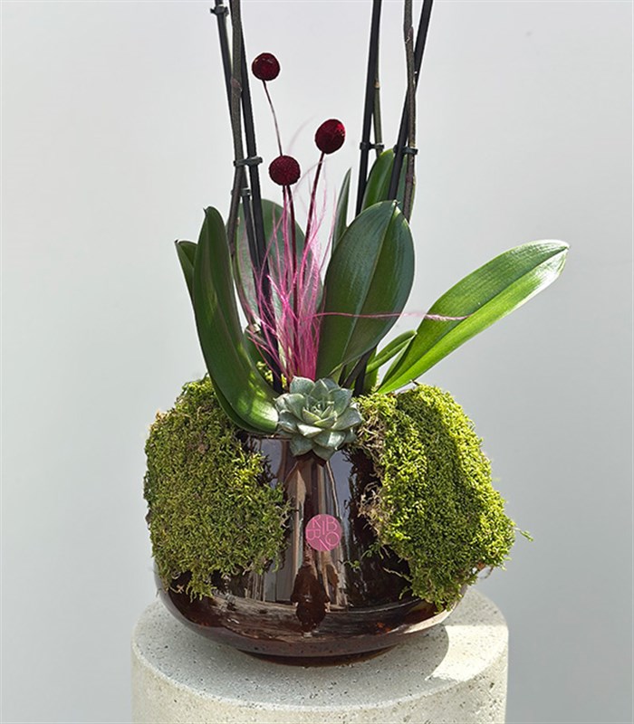 Amber Cam Saksıda 4 Dal Orkide Fuşya Quatro