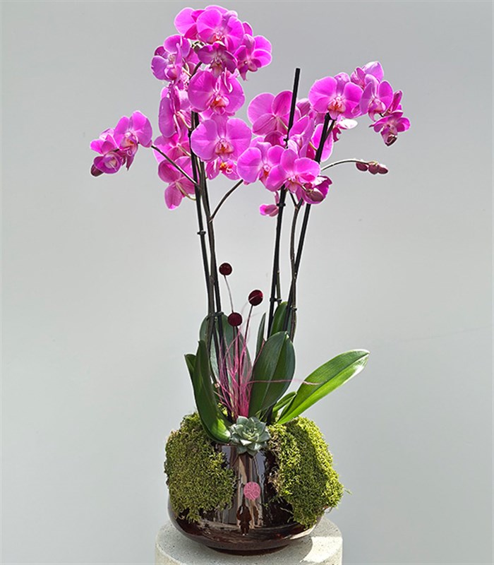 Amber Cam Saksıda 4 Dal Orkide Fuşya Quatro