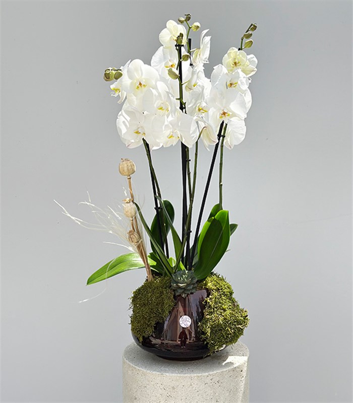 Amber Cam Saksıda 4 Dal Orkide Beyaz Quatro