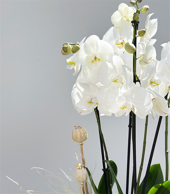 Amber Cam Saksıda 4 Dal Orkide Beyaz Quatro