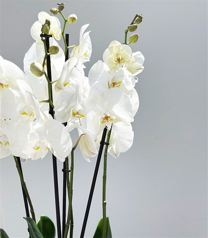 Amber Cam Saksıda 4 Dal Orkide Beyaz Quatro