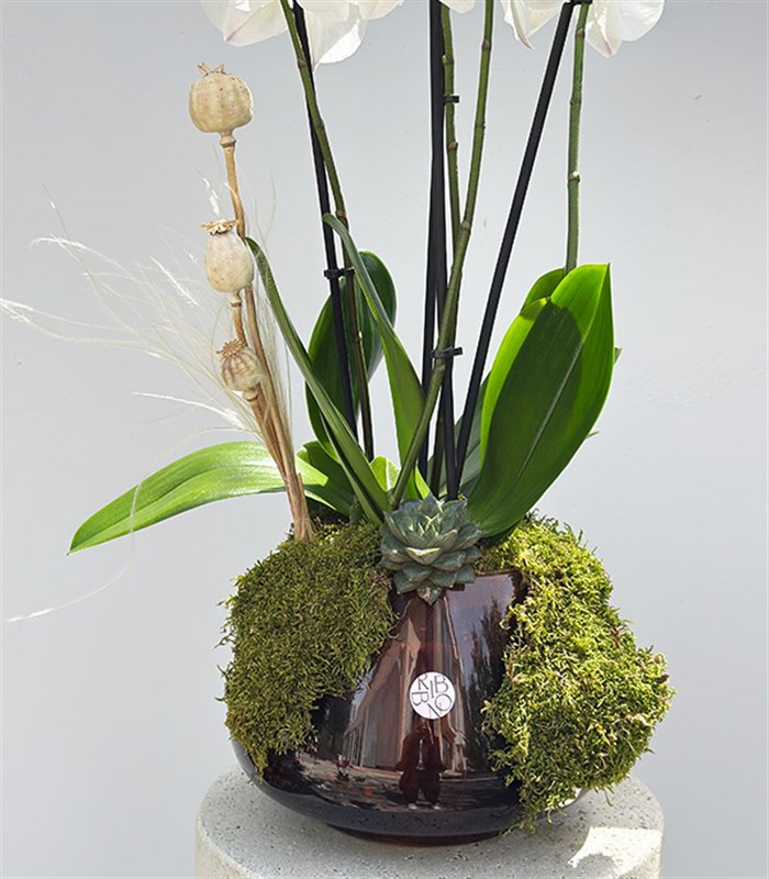 Amber Cam Saksıda 4 Dal Orkide Beyaz Quatro