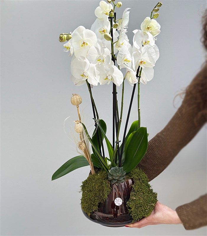 Amber Cam Saksıda 4 Dal Orkide Beyaz Quatro