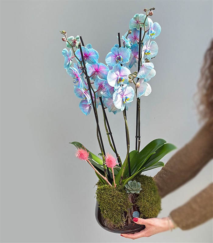 Amber Cam Saksıda 4 Dal Orkide Mavi Pembe Orkide Bubble Gum Quatro