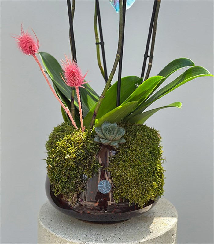 Amber Cam Saksıda 4 Dal Orkide Mavi Pembe Orkide Bubble Gum Quatro