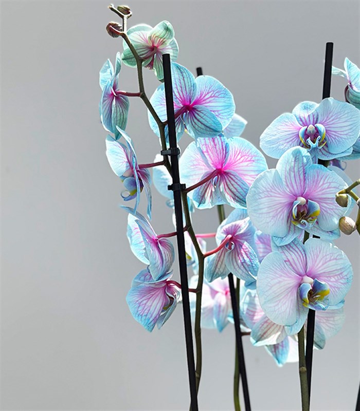 Amber Cam Saksıda 4 Dal Orkide Mavi Pembe Orkide Bubble Gum Quatro