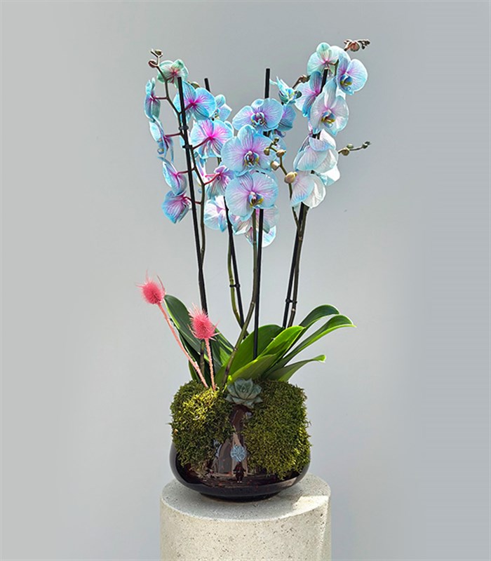 Amber Cam Saksıda 4 Dal Orkide Mavi Pembe Orkide Bubble Gum Quatro