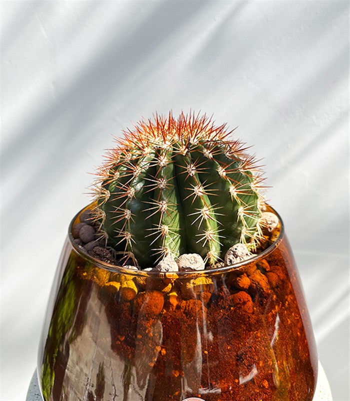 Amber Cam Saksıda Melocactus Broadwayi Kaktüs Grand Deluxe