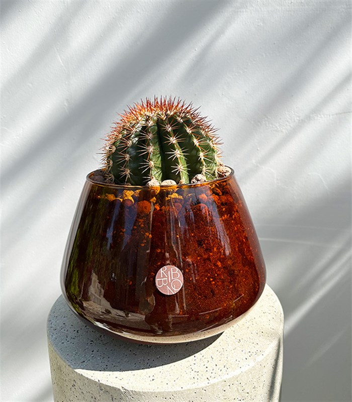 Amber Cam Saksıda Melocactus Broadwayi Kaktüs Grand Deluxe