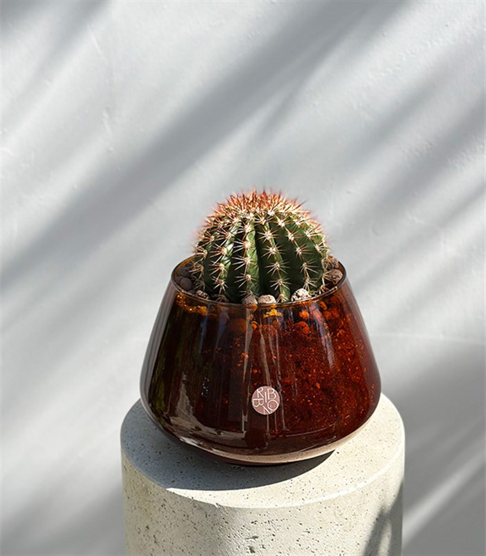 Amber Cam Saksıda Melocactus Broadwayi Kaktüs Grand Deluxe
