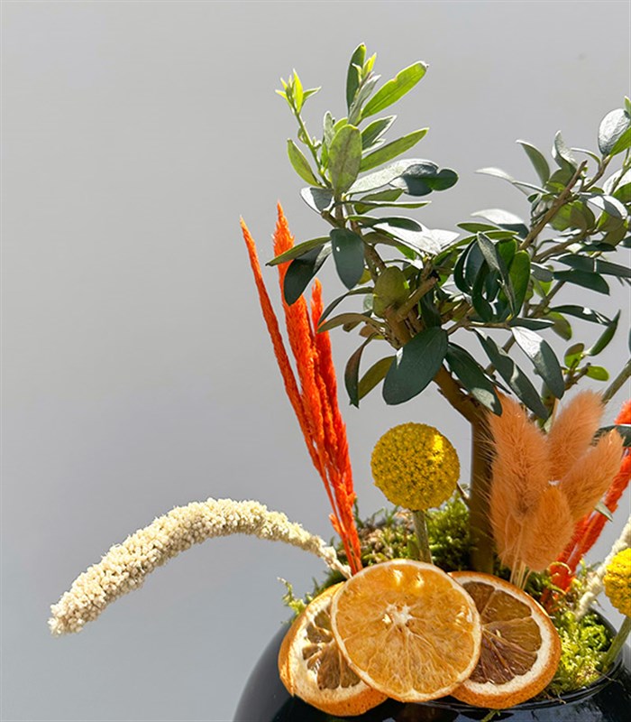 Siyah Cam Vazoda Zeytin Ağacı